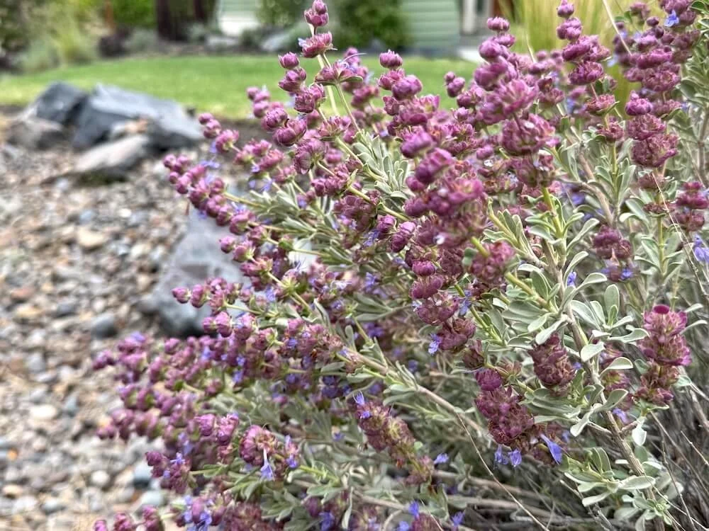 Salvia dorrii 04.jpeg