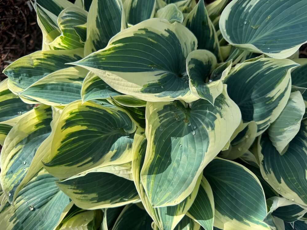 Hosta 'El Nino' 05.jpeg