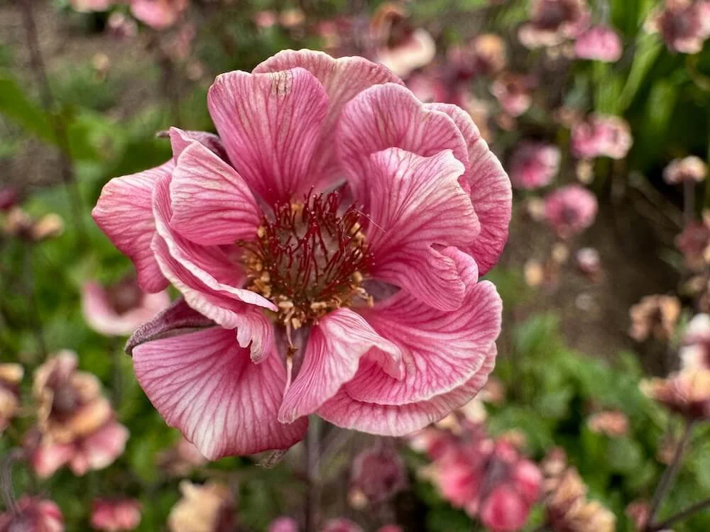 Geum 'Tempo Rose' 02.jpeg