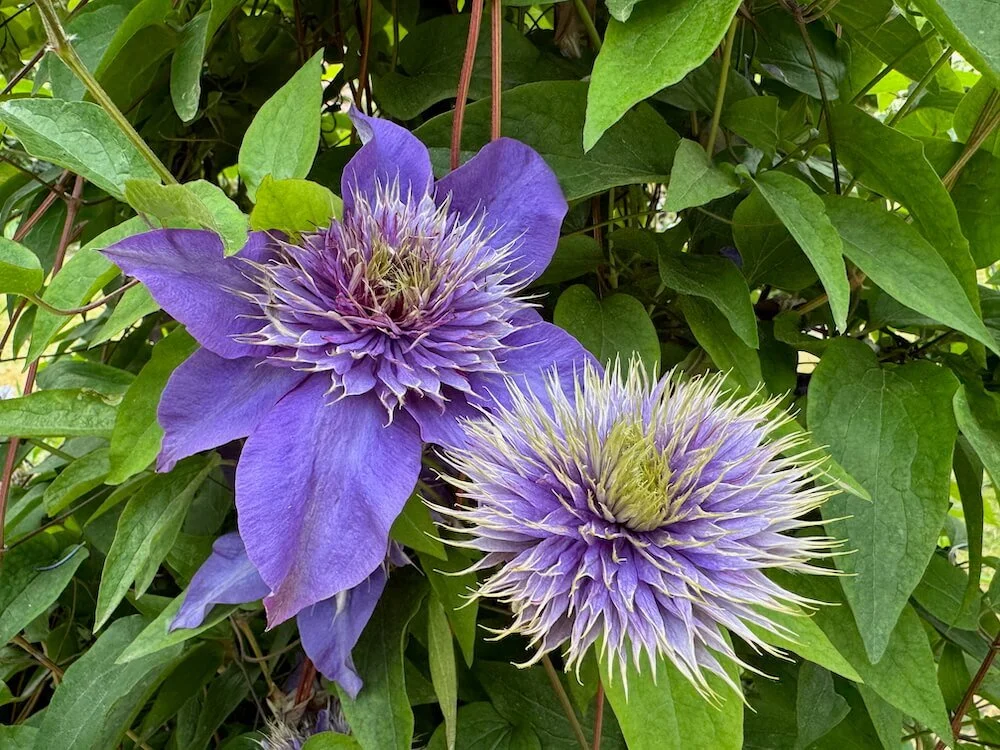 Clematis 'Multi Blue' 02.jpeg