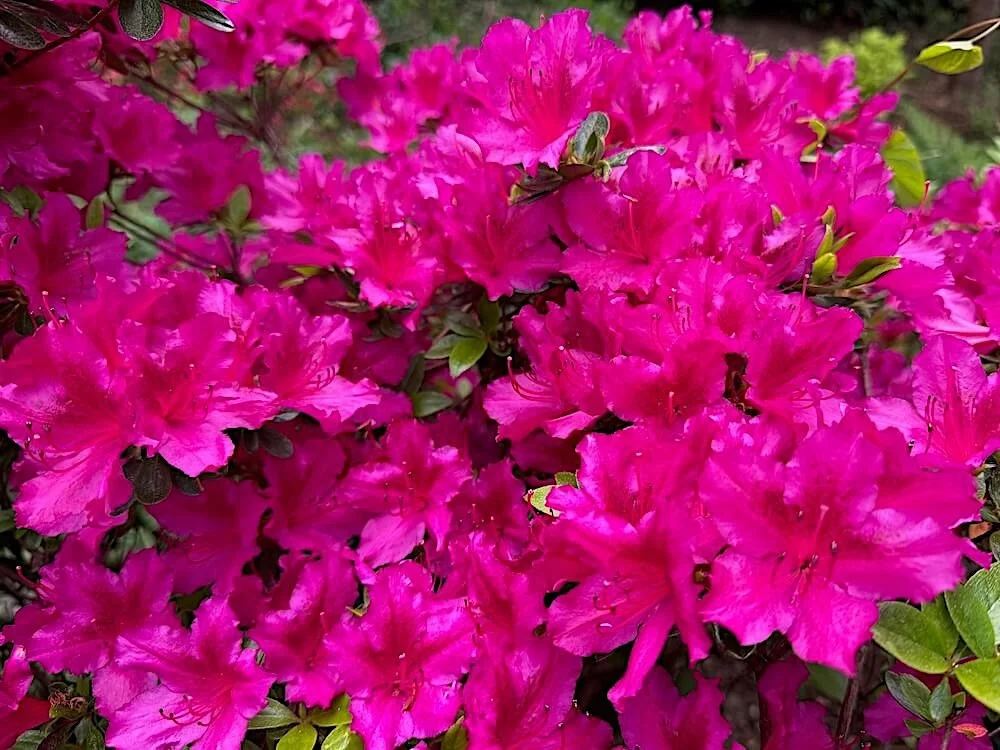 Rhododendron x 'Girard's Fuchsia' 04.jpeg