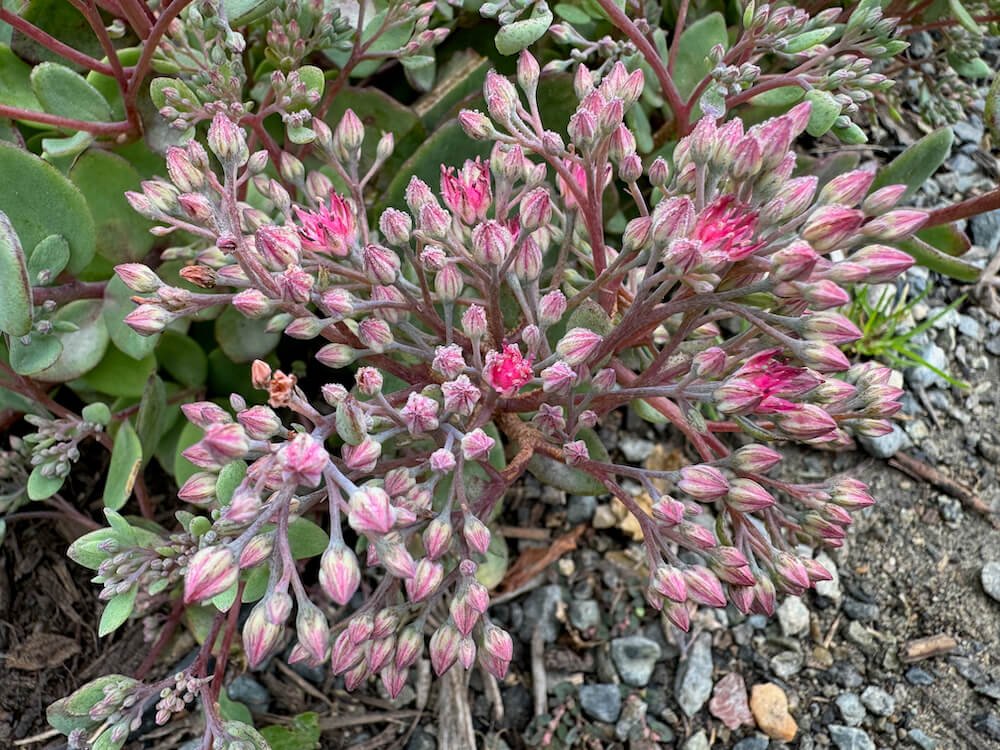 Hylotelephium 'Dazzleberry' 06.jpeg