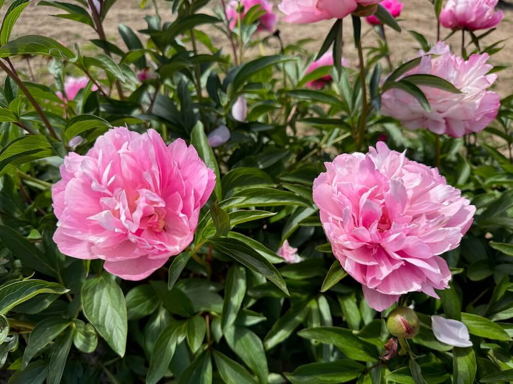 Paeonia lactiflora 'Joker' 05.jpeg