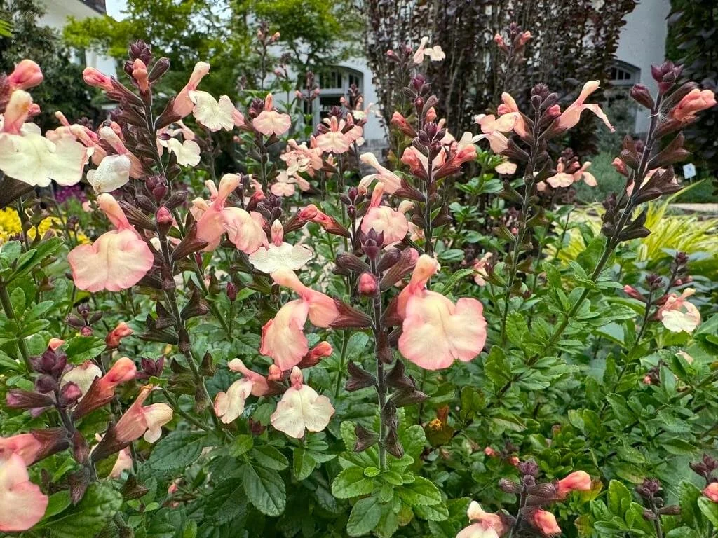Salvia microphylla 'Heatwave Glow' 02.jpeg