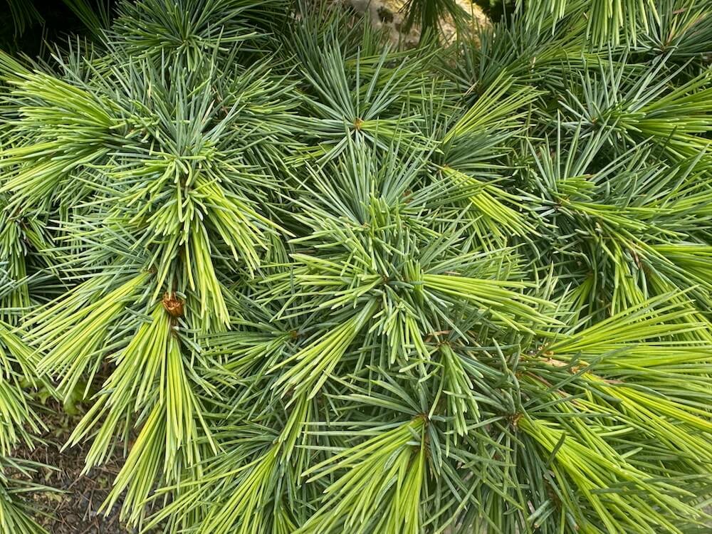 Cedrus libani 'Hedgehog' 02.jpeg