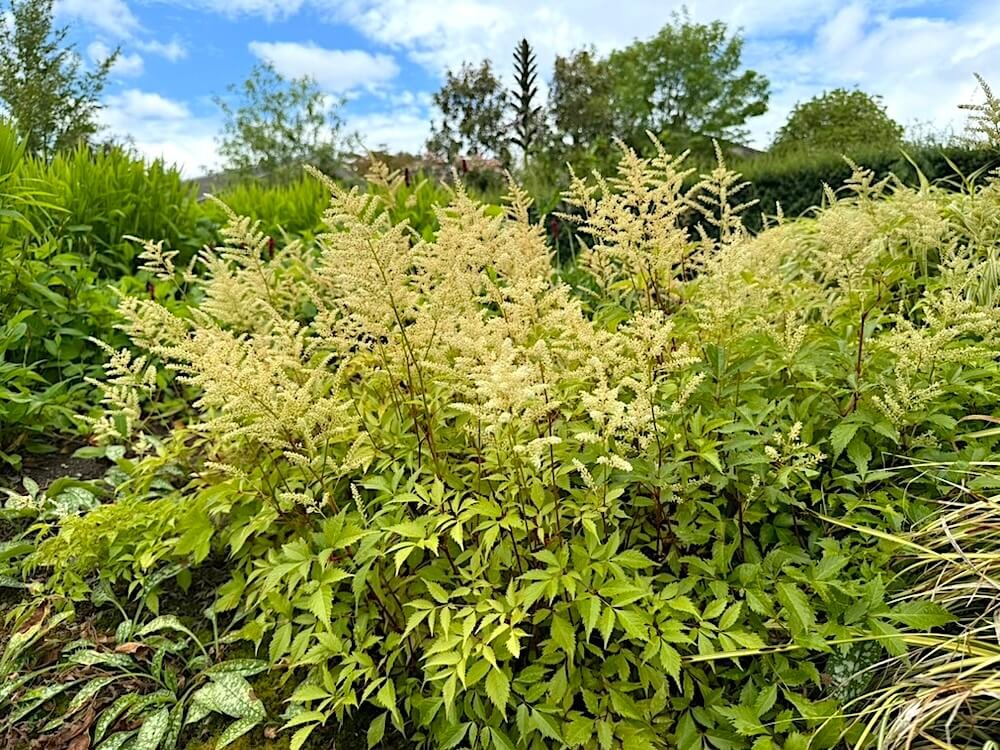 Astilbe japonica 'Washington' 01.jpeg