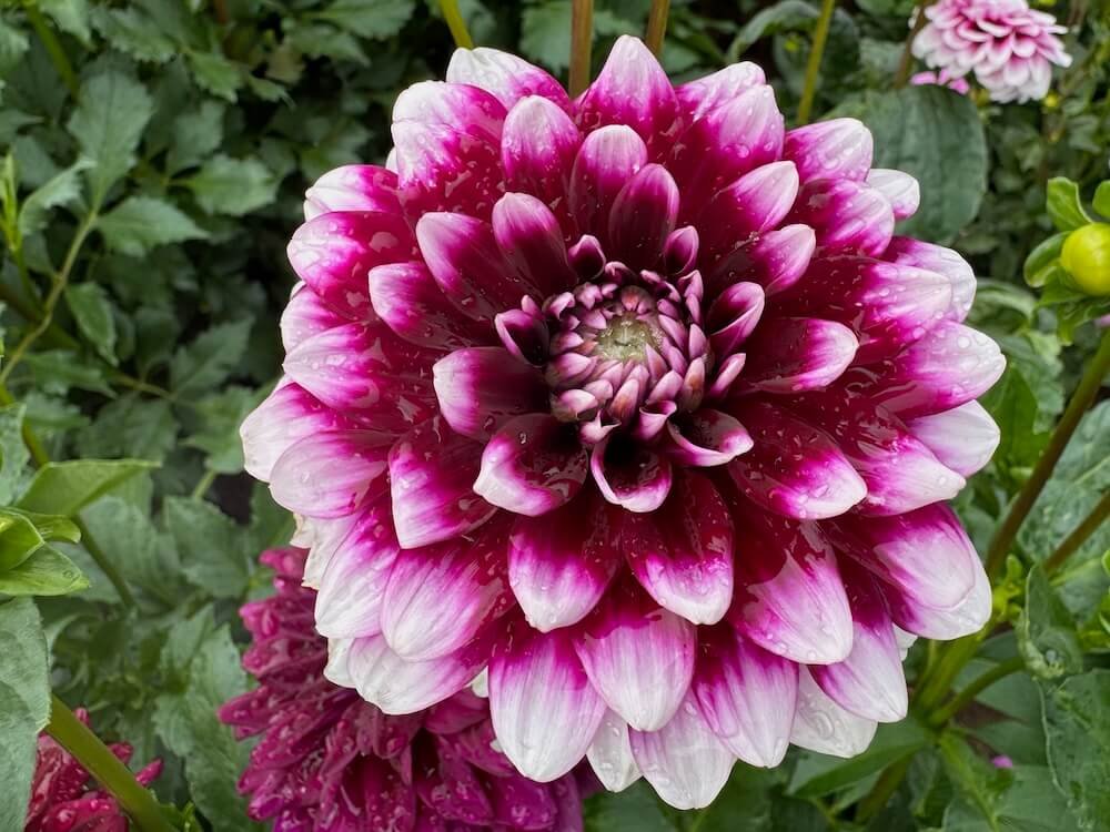 Dahlia 'Ryan C' 01.jpeg