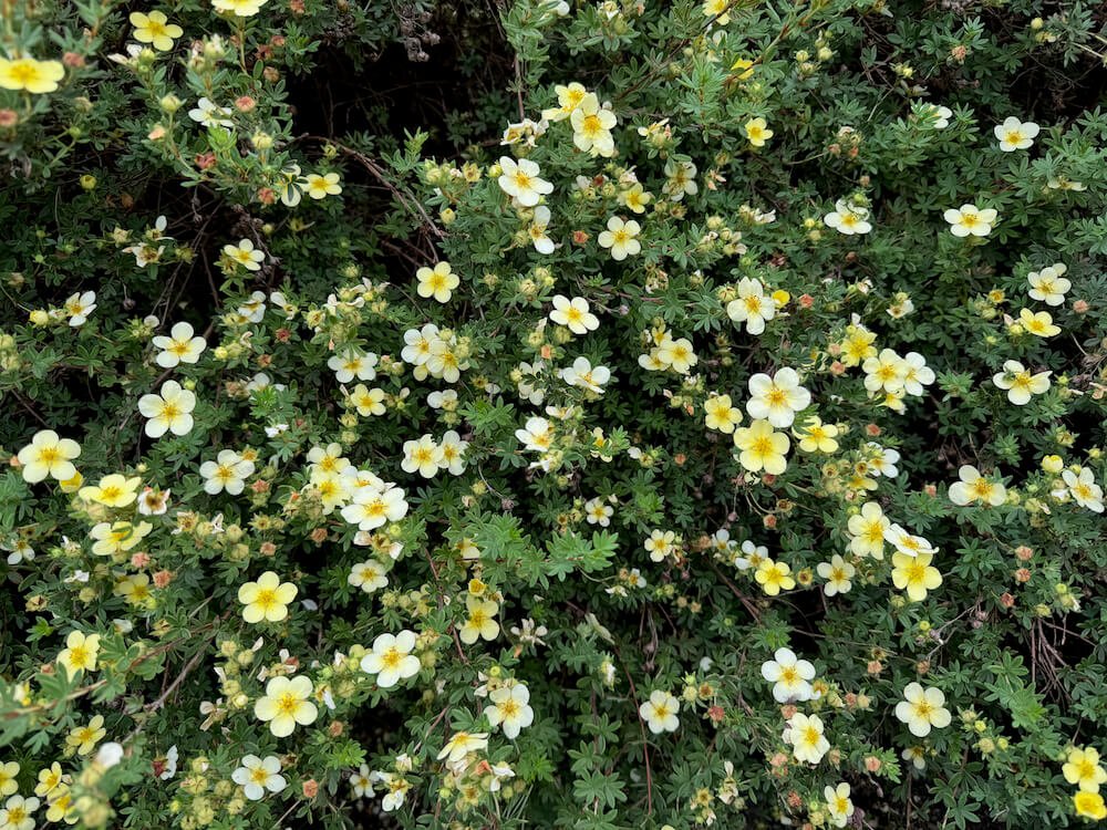 Potentilla fruticosa 02.jpeg