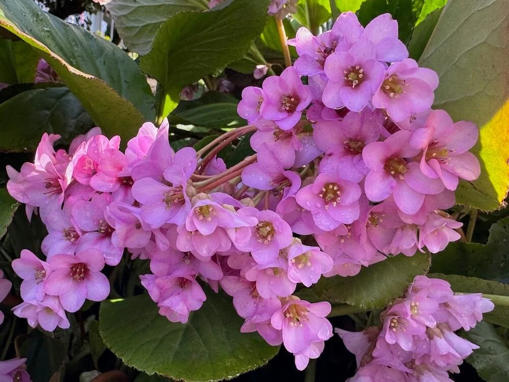 Bergenia cordifolia 04.jpeg