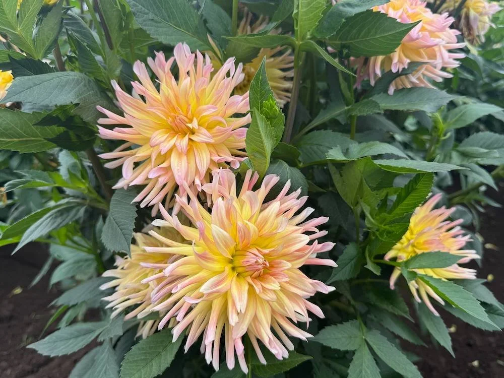 Dahlia 'Cabana Banana' 04.jpeg