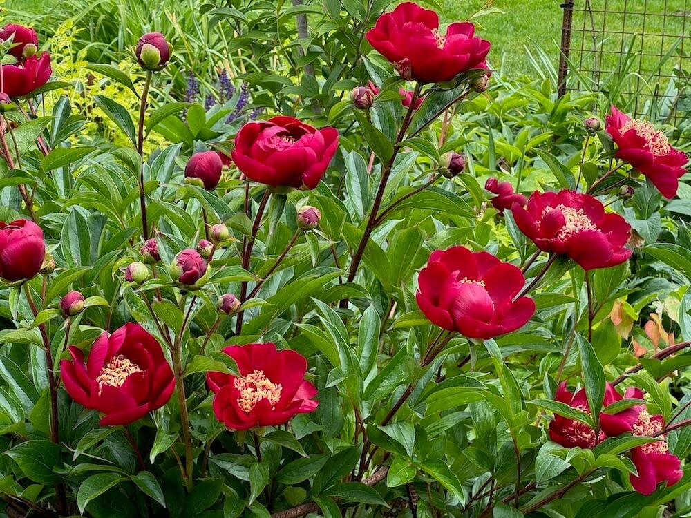 Paeonia lactiflora 'Nippon Beauty' 04.jpeg