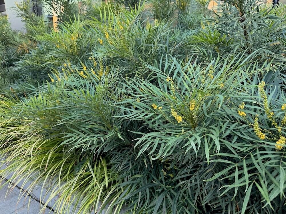 Mahonia eurybracteata subsp.ganpinensis 'Soft Caress' 03.jpeg