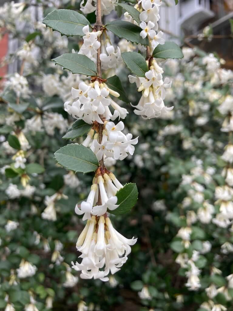 Osmanthus delavayi | Delavay Osmanthus