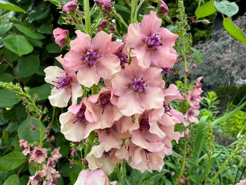 Verbascum phoeniceum 'Antique Rose' 01.jpeg