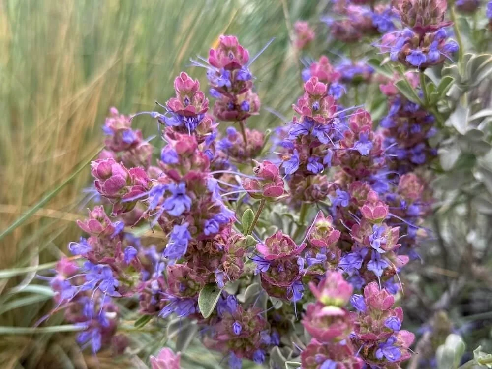 Salvia dorrii 01.jpeg