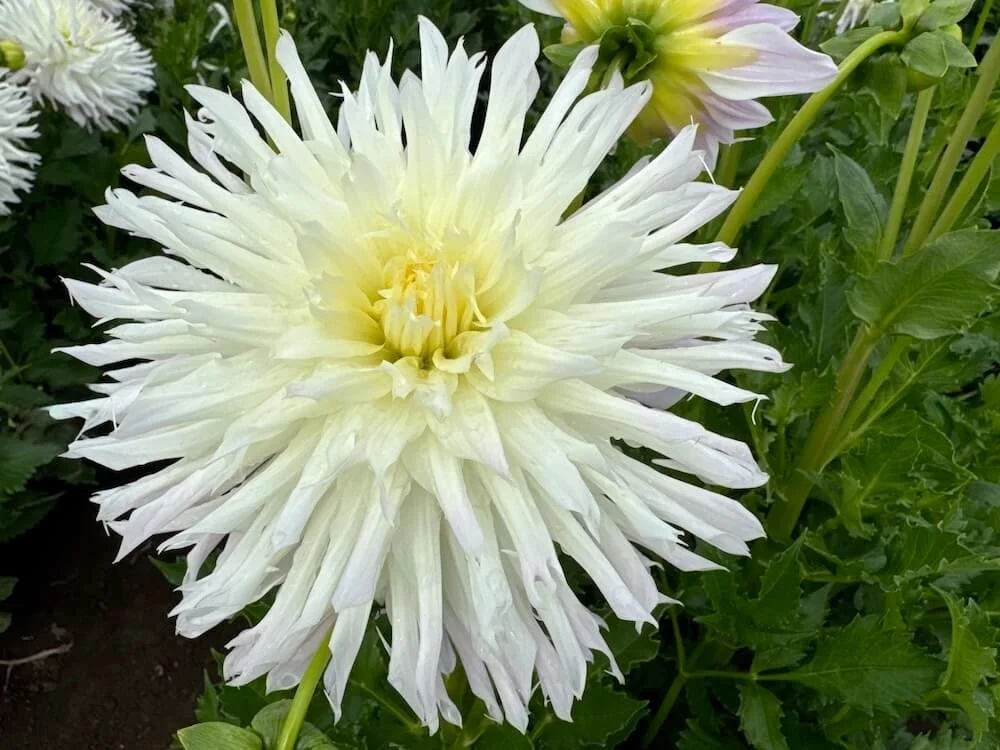 Dahlia 'Magic Moment' 01.jpeg