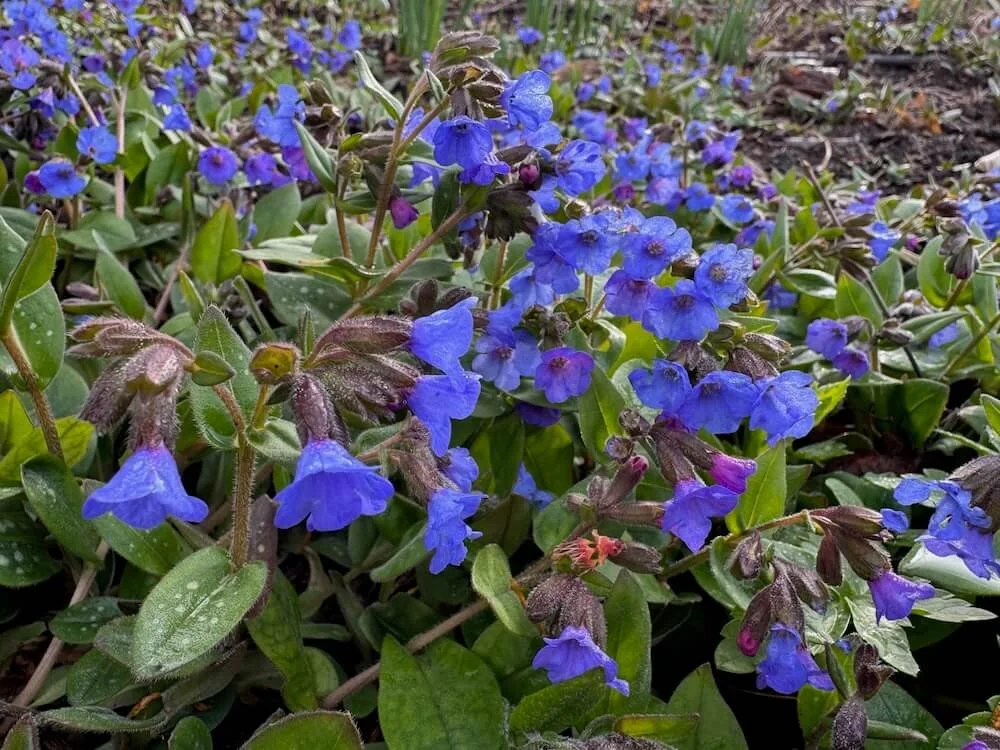 Pulmonaria angustifolia 'Azurea' 04.jpeg
