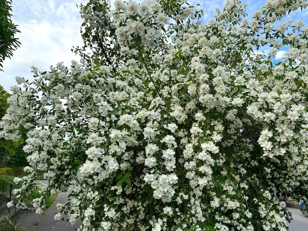 Philadelphus coronarius 03.jpg