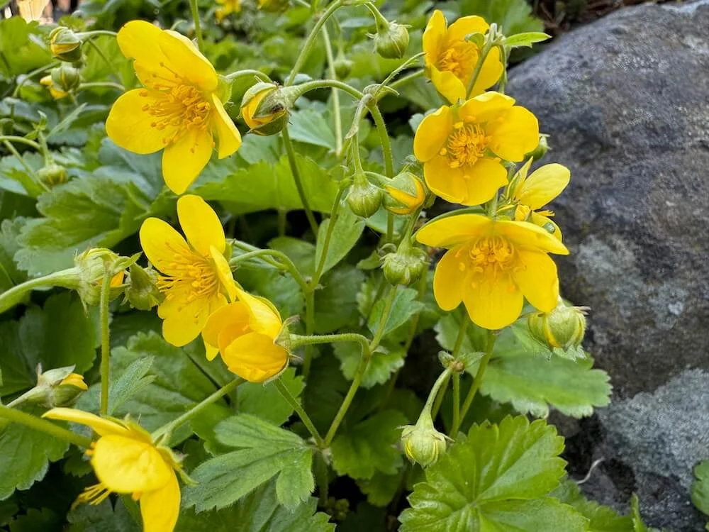 Waldsteinia ternata | Barren Strawberry