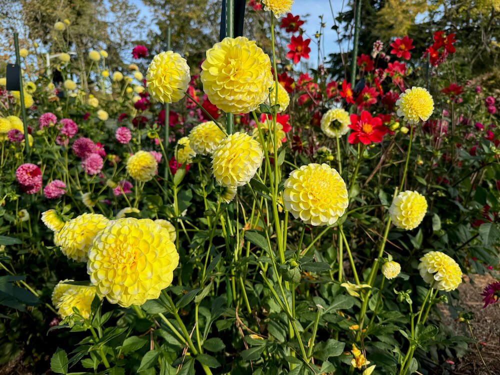 Dahlia 'River's Yellow Snow' 03.jpeg