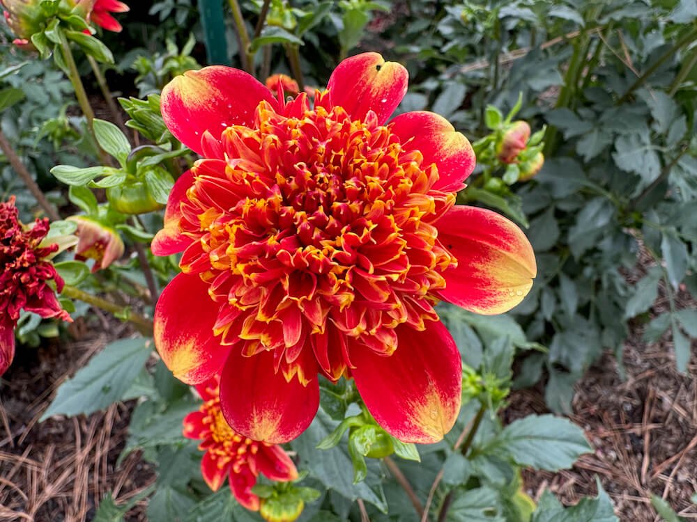 Dahlia 'Lake Hills Sunset' 02.jpeg