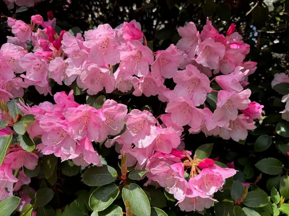 Rhododendron 'Bow Bells' 01.jpeg