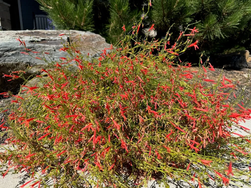 Penstemon pinifolius | Pineleaf Penstemon
