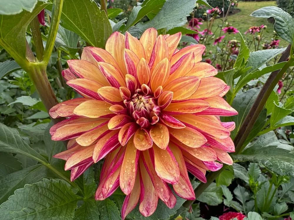 Dahlia 'Gitts Crazy' 01.jpeg