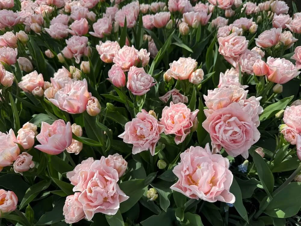 Tulipa 'Powderpuff' 02.jpeg