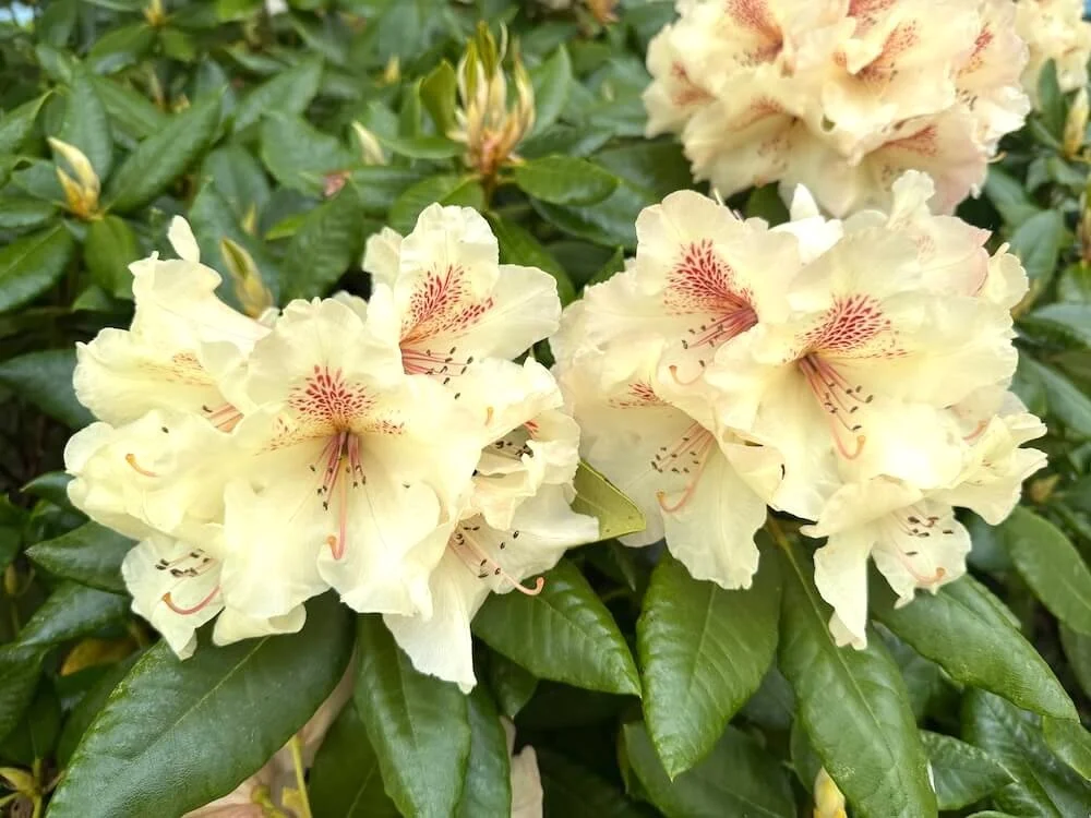 Rhododendron 'Mrs. Betty Robertson' 02.jpeg