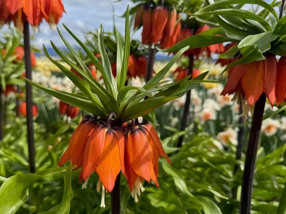 Fritillaria imperialis 'Rubra' 02.jpeg