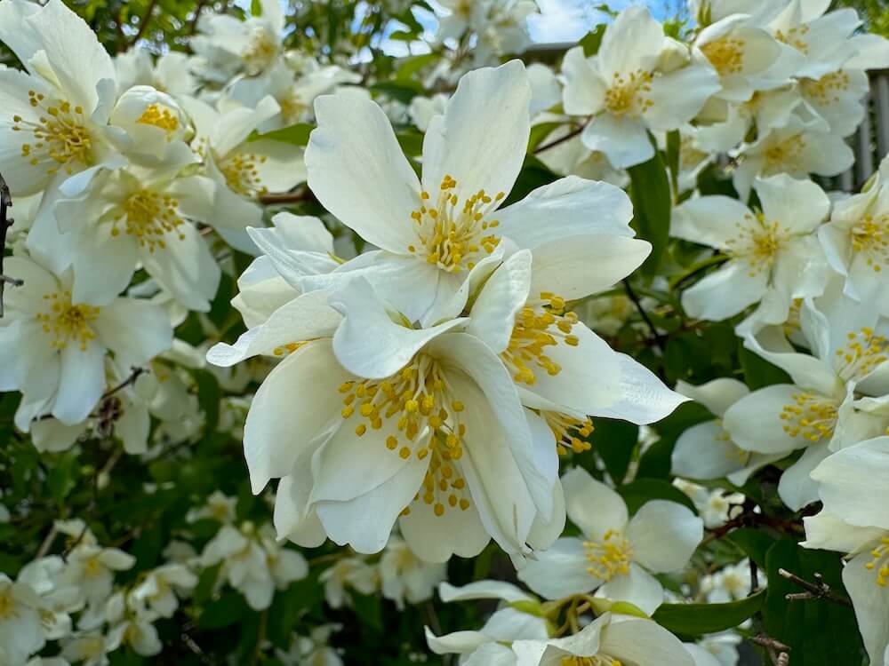 Philadelphus coronarius 01.jpeg