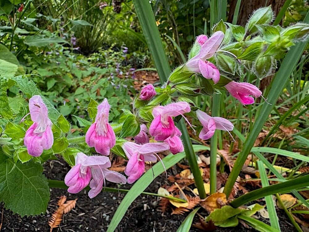 Salvia glabrescens 'Momobana' 02.jpeg