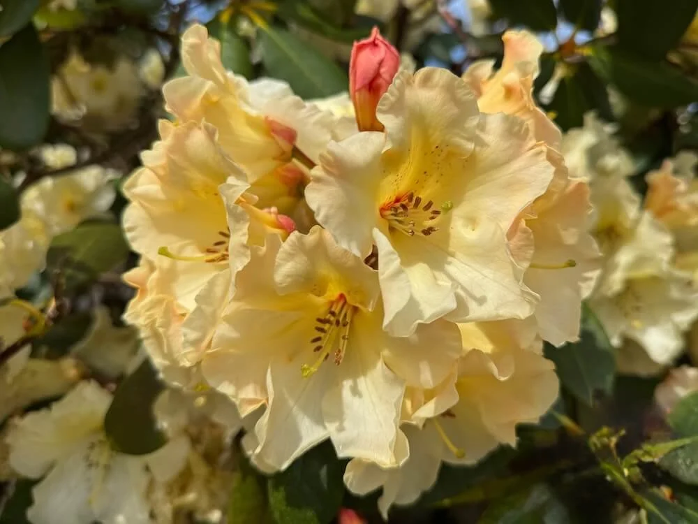 Rhododendron 'Evening Glow' | Evening Glow Rhododendron