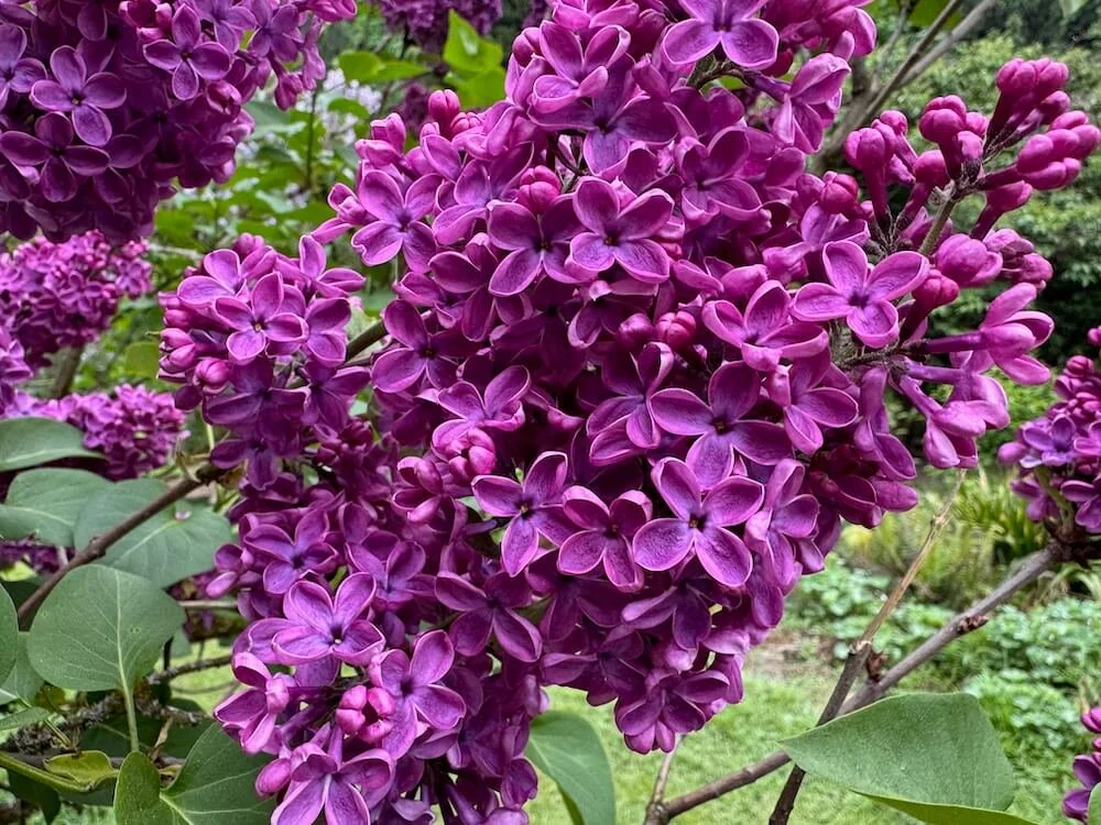Syringa vulgaris ‘Andenken an Ludwig Spath’ 01.jpeg