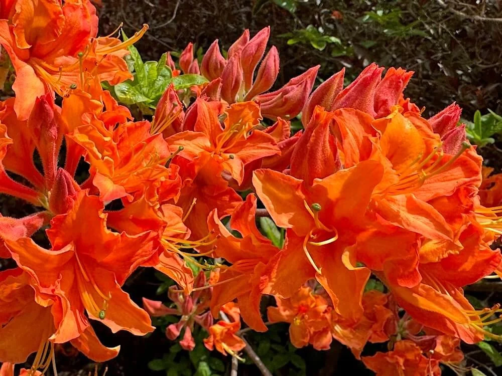 Rhododendron calendulaceum 02.jpeg