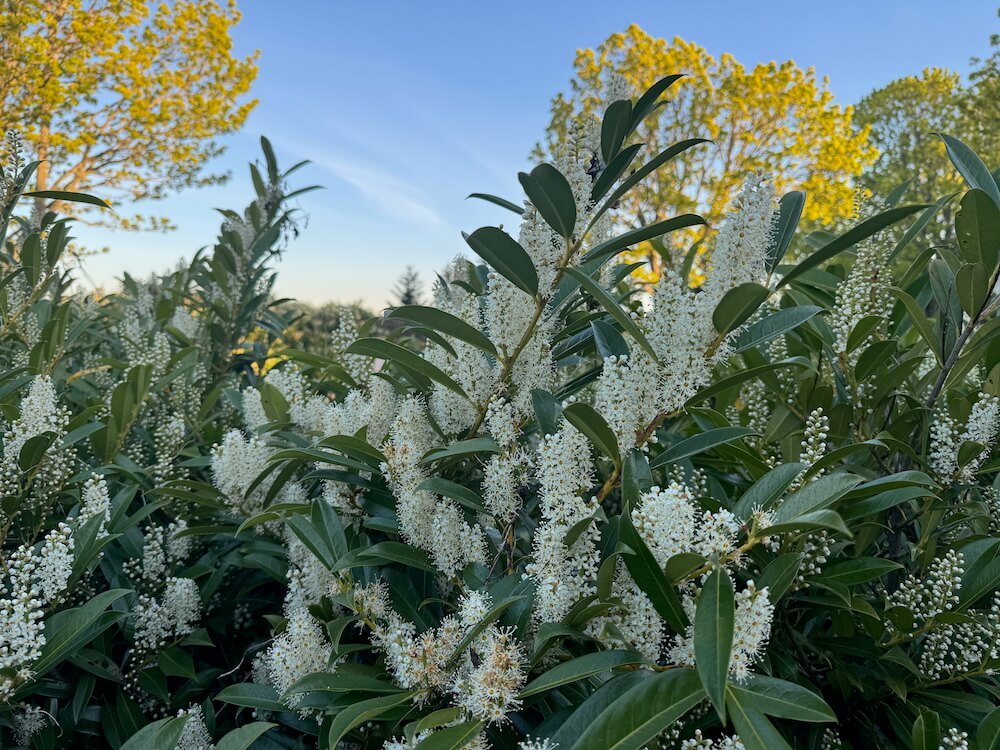 Prunus laurocerasus 'Zabeliana' 08.jpeg