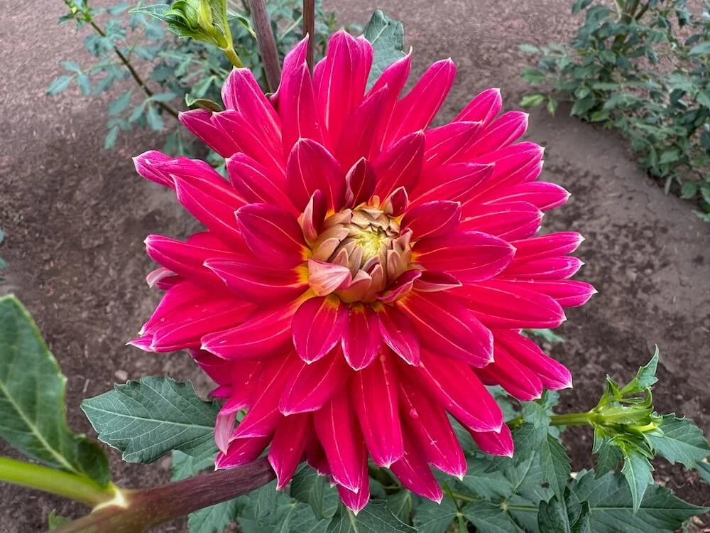 Dahlia 'Hometown Hero' 02.jpeg