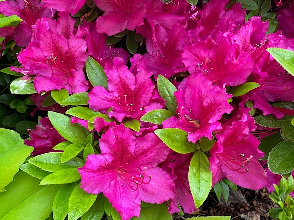 Rhododendron x 'Girard's Fuchsia' | Girard's Fuchsia Azalea