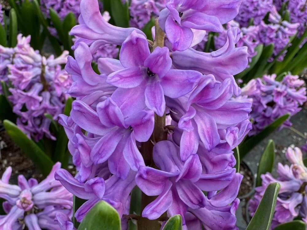 Hyacinthus orientalis 'Purple Sensation' 02.jpeg