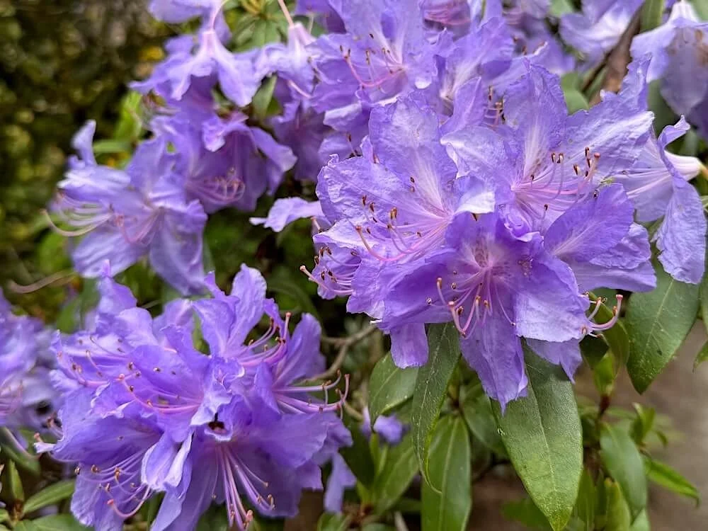Rhododendron augustinii | Augustine's Rhododendron