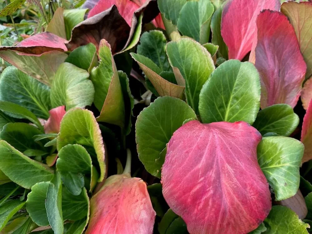 Bergenia 'Bressingham White' 03.jpeg