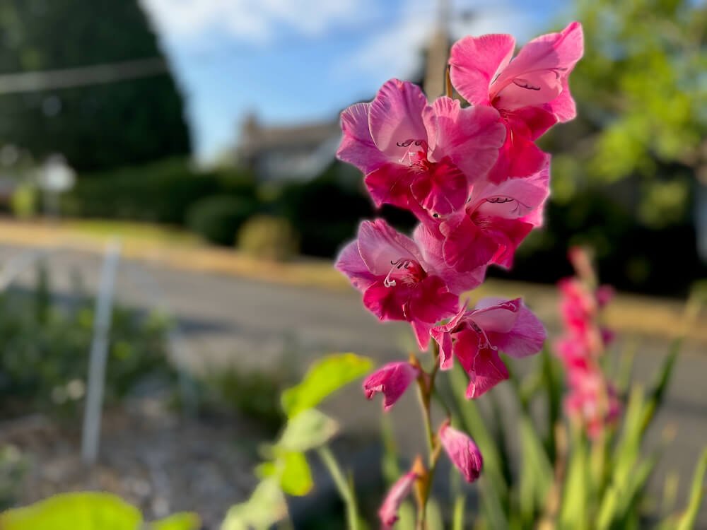 Gladiolus 'Fairytale Pink' 04.jpeg