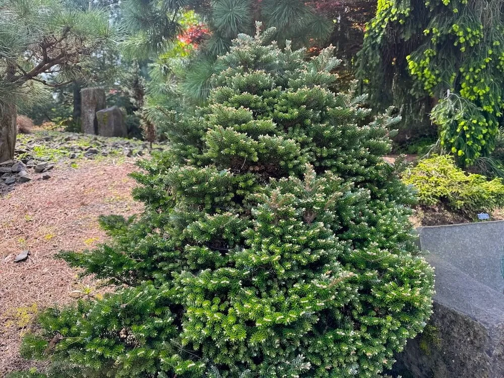 Abies koreana 'Silberzwerg' 03.jpeg