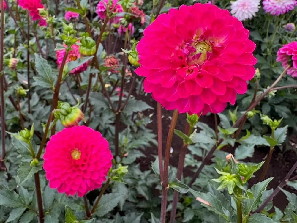 Dahlia 'Fatima' 03.jpeg