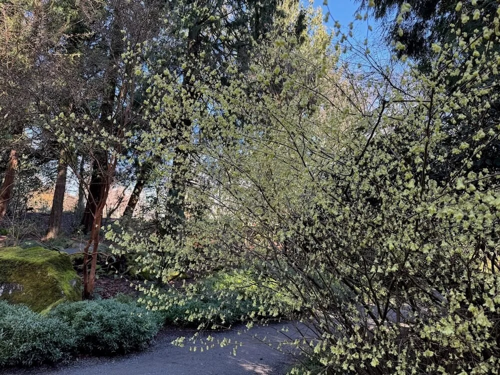 Corylopsis pauciflora 03.jpeg