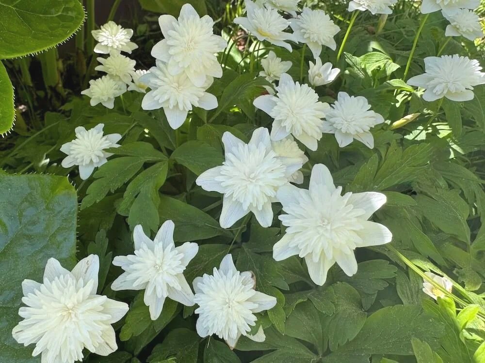 Anemone nemorosa ‘Vestal’ | Vestal Wood Anemone