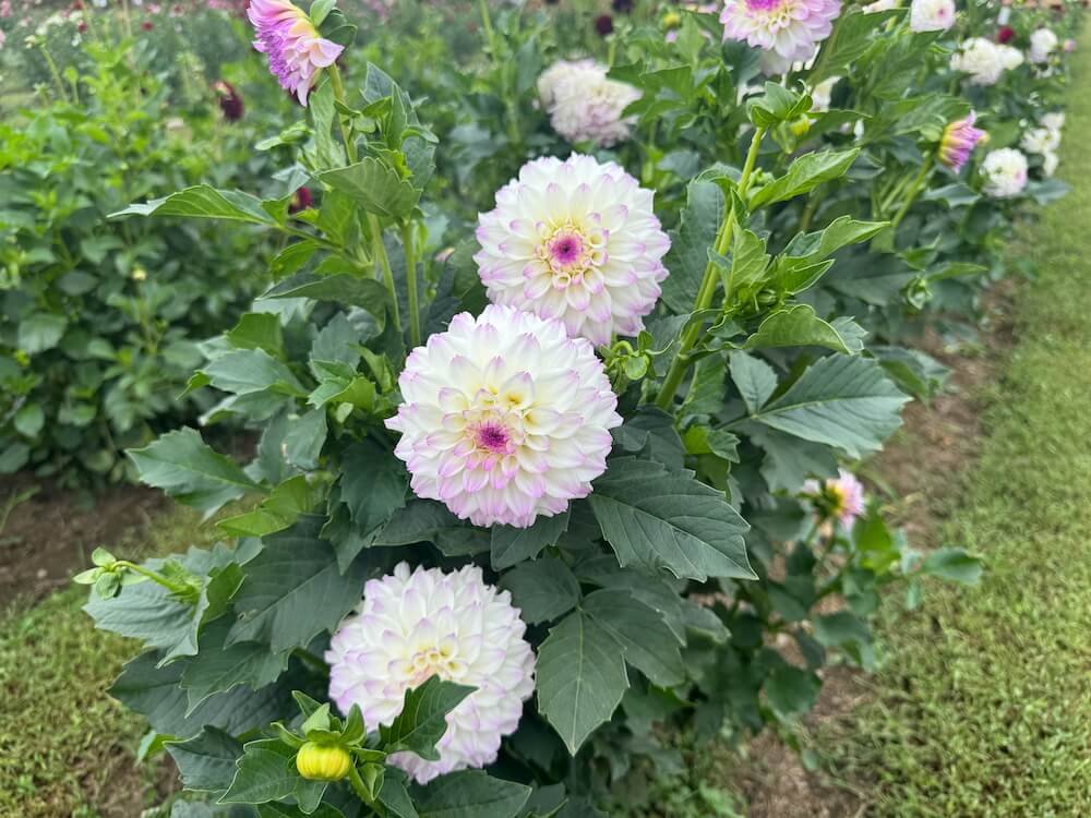 Dahlia 'Eveline' 03.jpeg