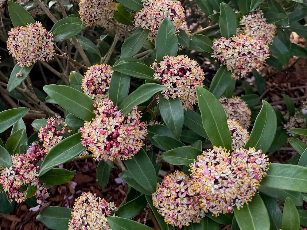 Skimmia japonica (Male) 06.jpeg