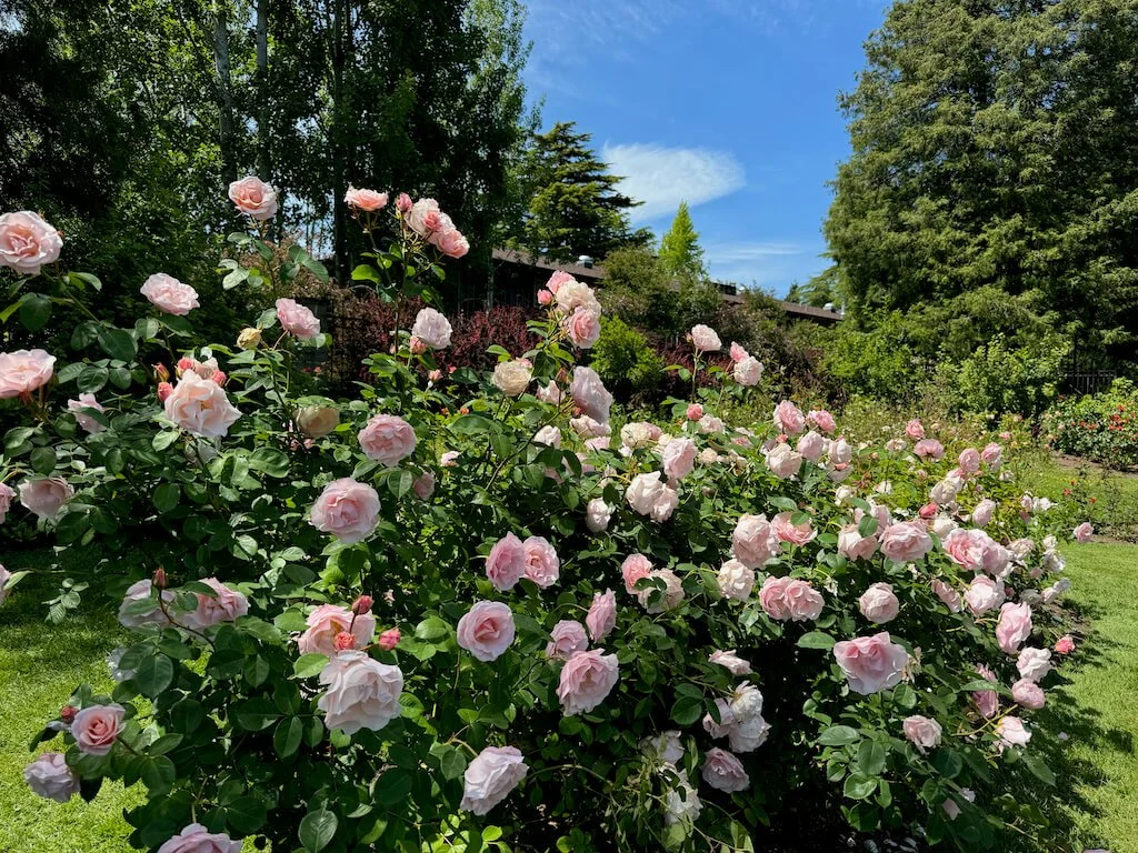 Rosa 'Queen Elizabeth' 03.jpeg